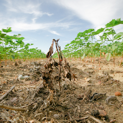 Weed control shown two weeks after application of the controversial pesticide Enlist Duo.