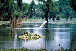 The Trump administration has declared its intention to undo an Obama-era Clean Water Rule to help define and protect small streams and wetlands, such as this one along the Mississippi River.