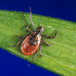 Black-legged tick