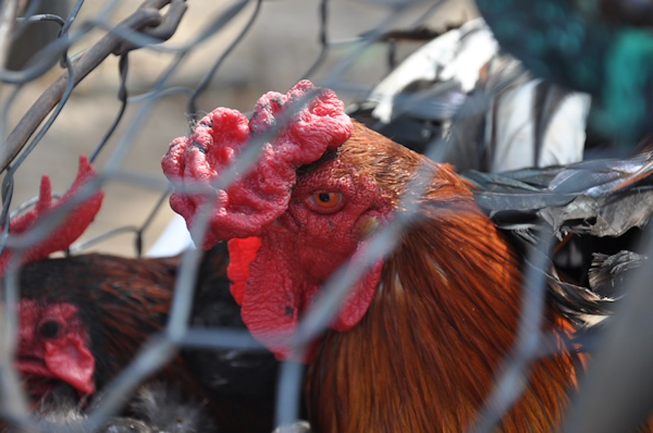 Photo of chicken behind fencing